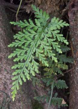 Image of Asplenium pulcherrimum (Bak.) Ching apud Blot