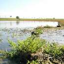 Sivun Salicornia europaea subsp. europaea kuva