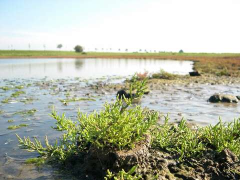 Sivun Salicornia europaea subsp. europaea kuva