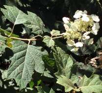 Image of hydrangea