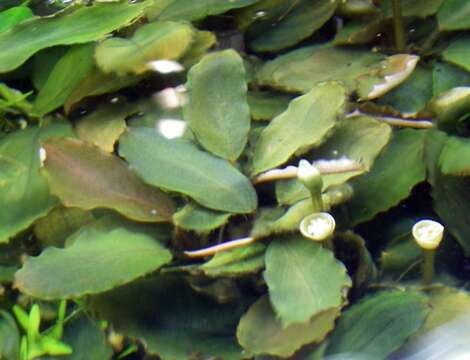 Image of Bucephalandra