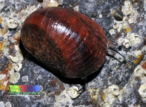 Image of polished nerite