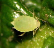 Image of Aphis (Aphis) rubifolii (Thomas & C. 1879)