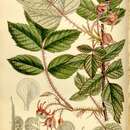 صورة Rubus lasiostylus Focke