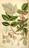 صورة Rubus lasiostylus Focke