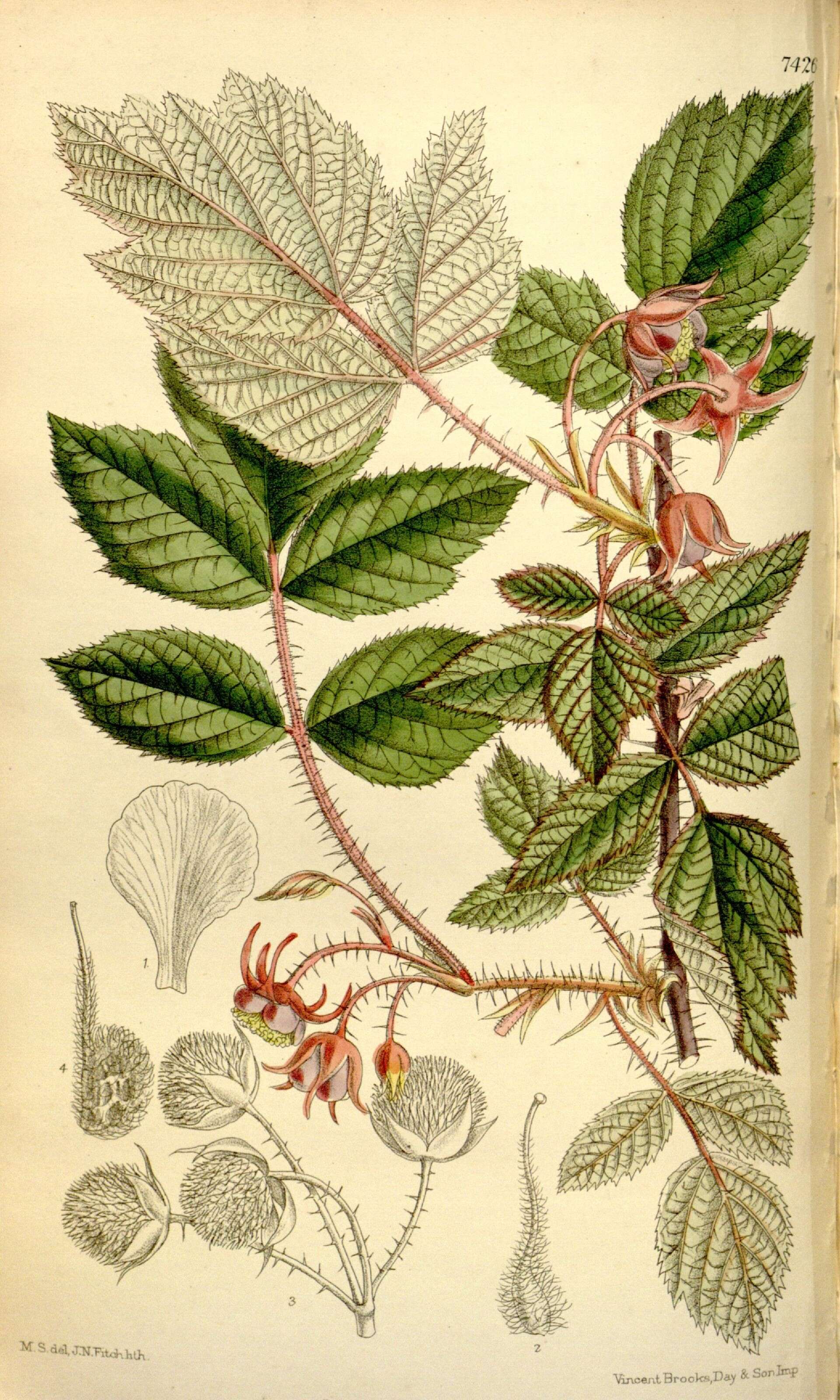 Image de Rubus lasiostylus Focke