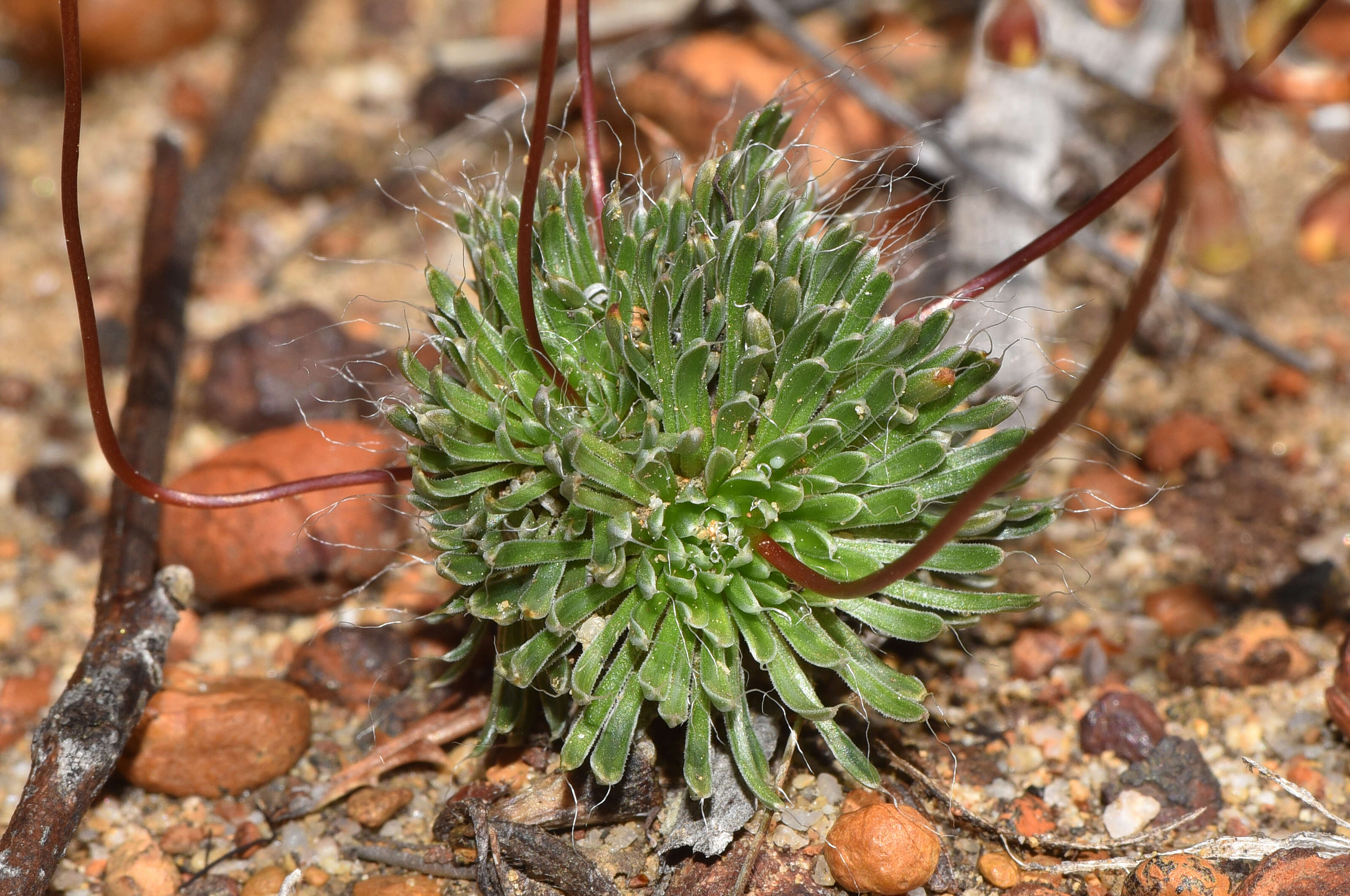 Image of Stylidium bindoon Lowrie & Kenneally