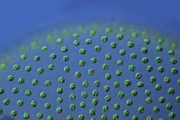 Image of Globe Algae