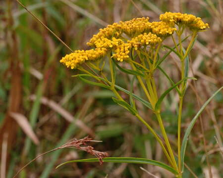 Image of narrowleaf yellowtops