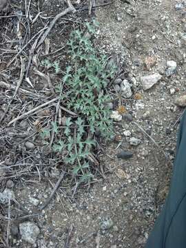 Image of Big Pine biscuitroot