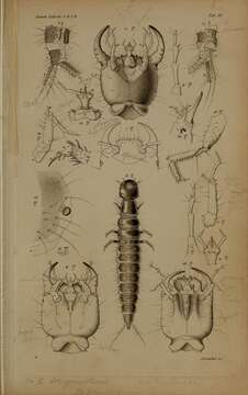 Plancia ëd Ocypus (Ocypus) olens (Müller & O. F. 1764)