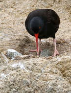 Image of oystercatchers