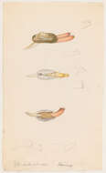 Image de Hiatelloidea J. E. Gray 1824