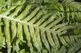 Image de Polypode