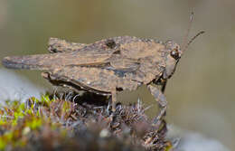 Image of Tetrix depressa Brisout de Barneville 1848