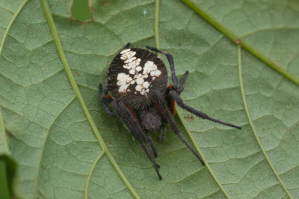 Image de Eriophora fuliginea (C. L. Koch 1838)