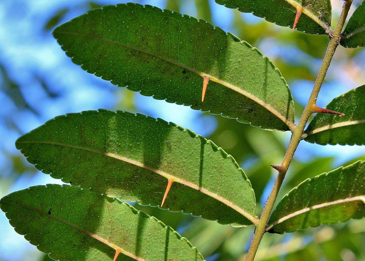 Image of Zanthoxylum rhoifolium Lam.