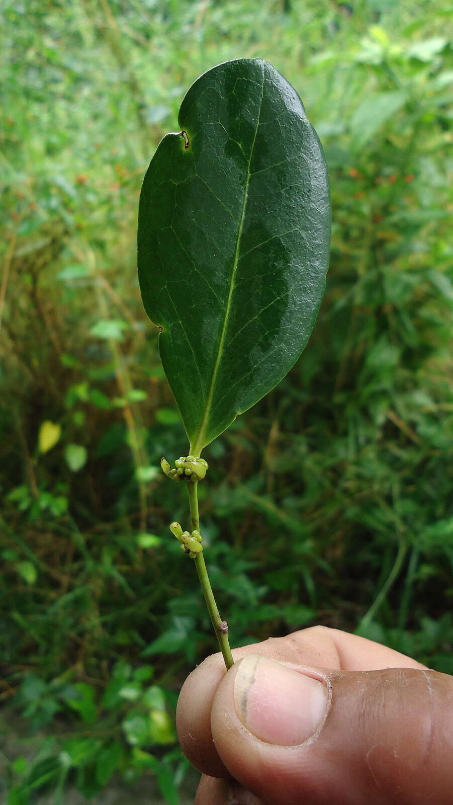 صورة Chaetocarpus echinocarpus (Baill.) Ducke