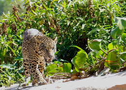 Image of Jaguar