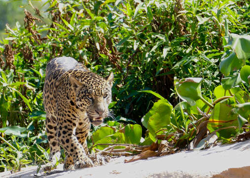 Image of Jaguar