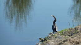 Image de Anhinga d'Amérique