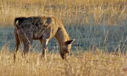 Image of Spotted Hyaenas