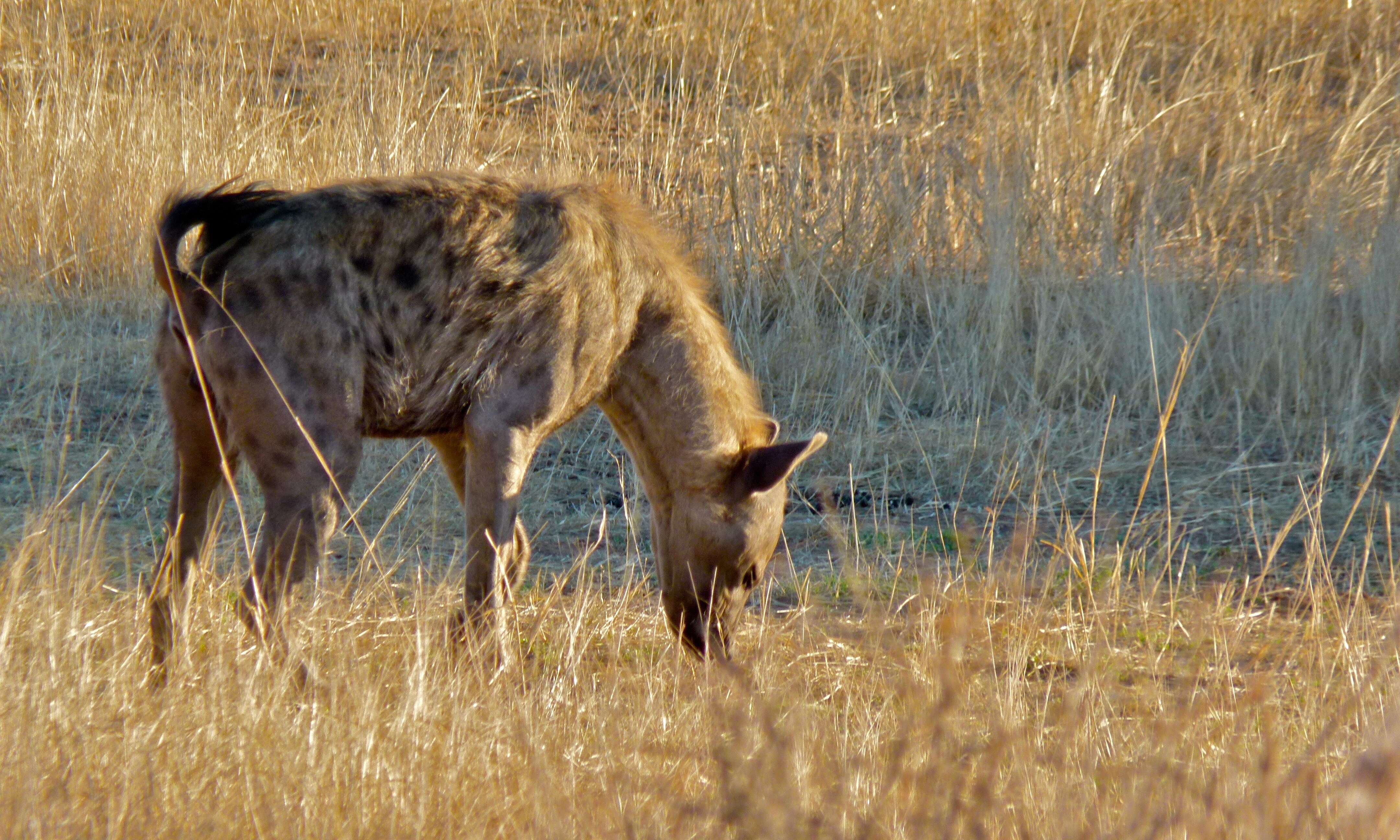 Image of Spotted Hyaenas