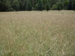 Image of thatching grass