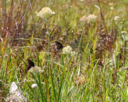 Image of Spicebush swallowtail