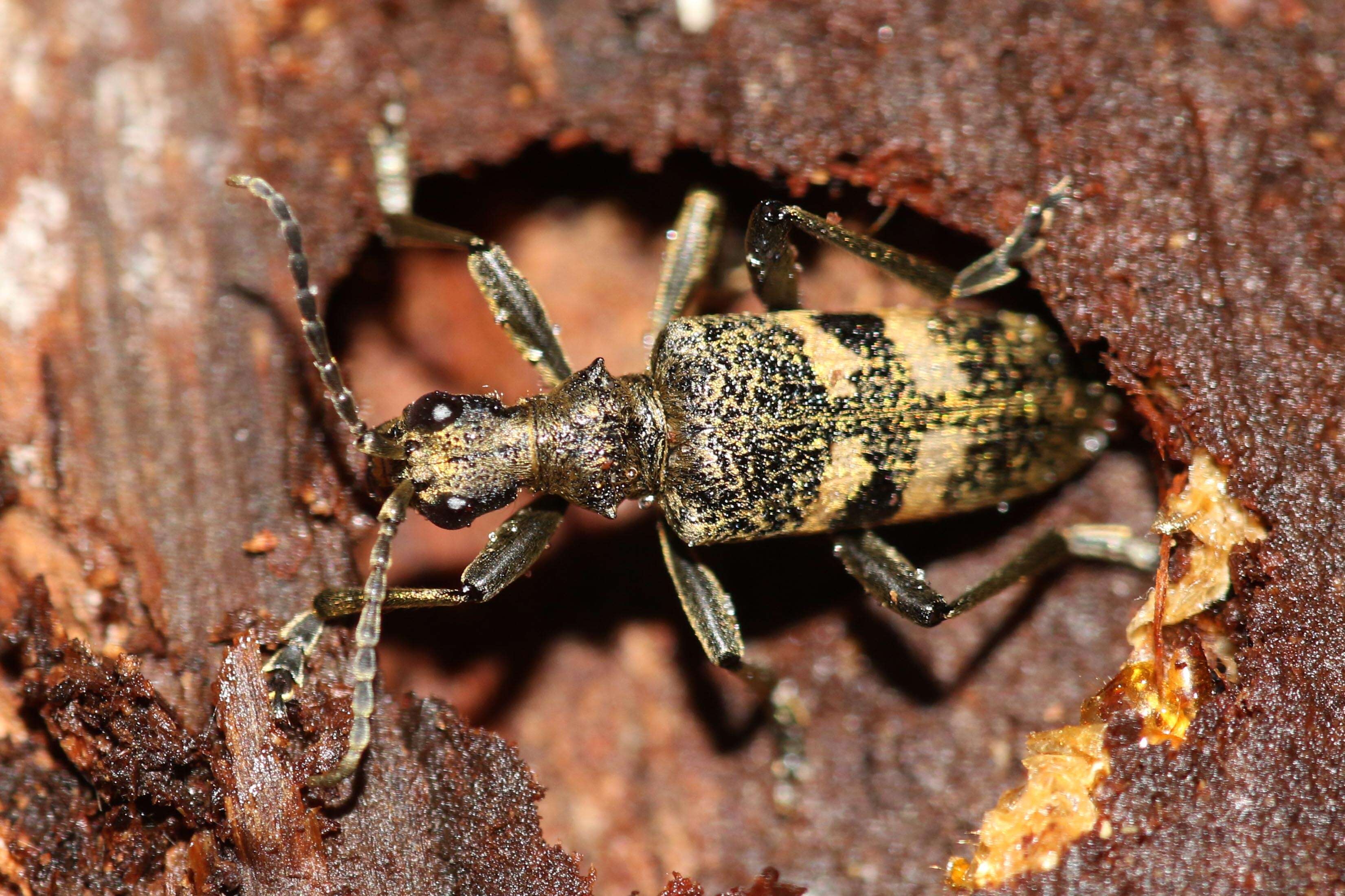 Image of Blackspotted Pliers Support Beetle