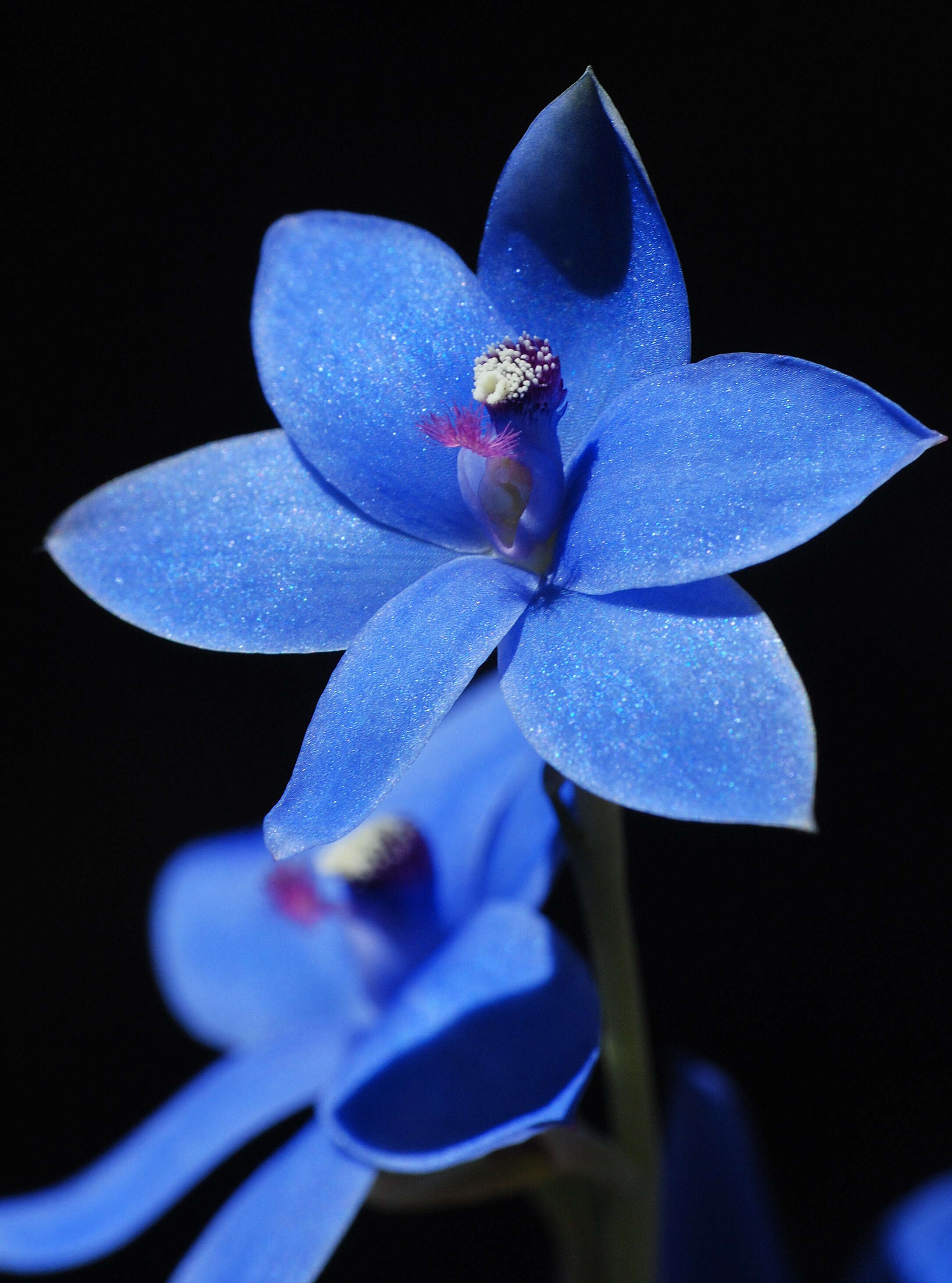 Image of Blue lady orchid