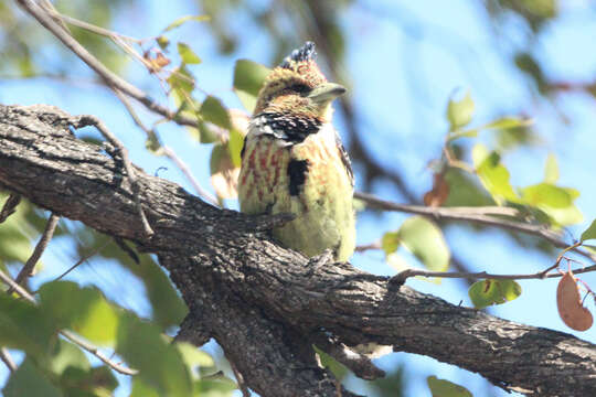 Image of Crested Barbet