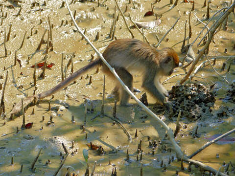 Image de Macaque crabier