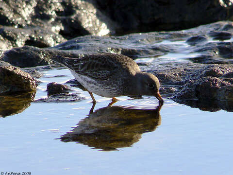 Image of Purple Sandpiper