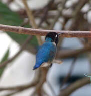 Image of Bee Hummingbird