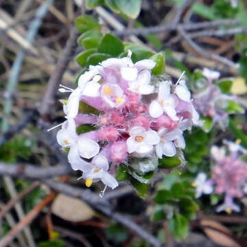 Image of Pimelea sericea R. Br.