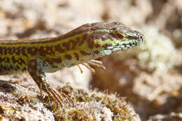 Image of Tyrrhenian Wall Lizard