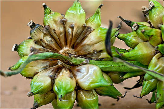 Image of Sparganium erectum subsp. neglectum (Beeby) K. Richt.