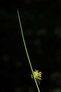 Juncus effusus L. resmi