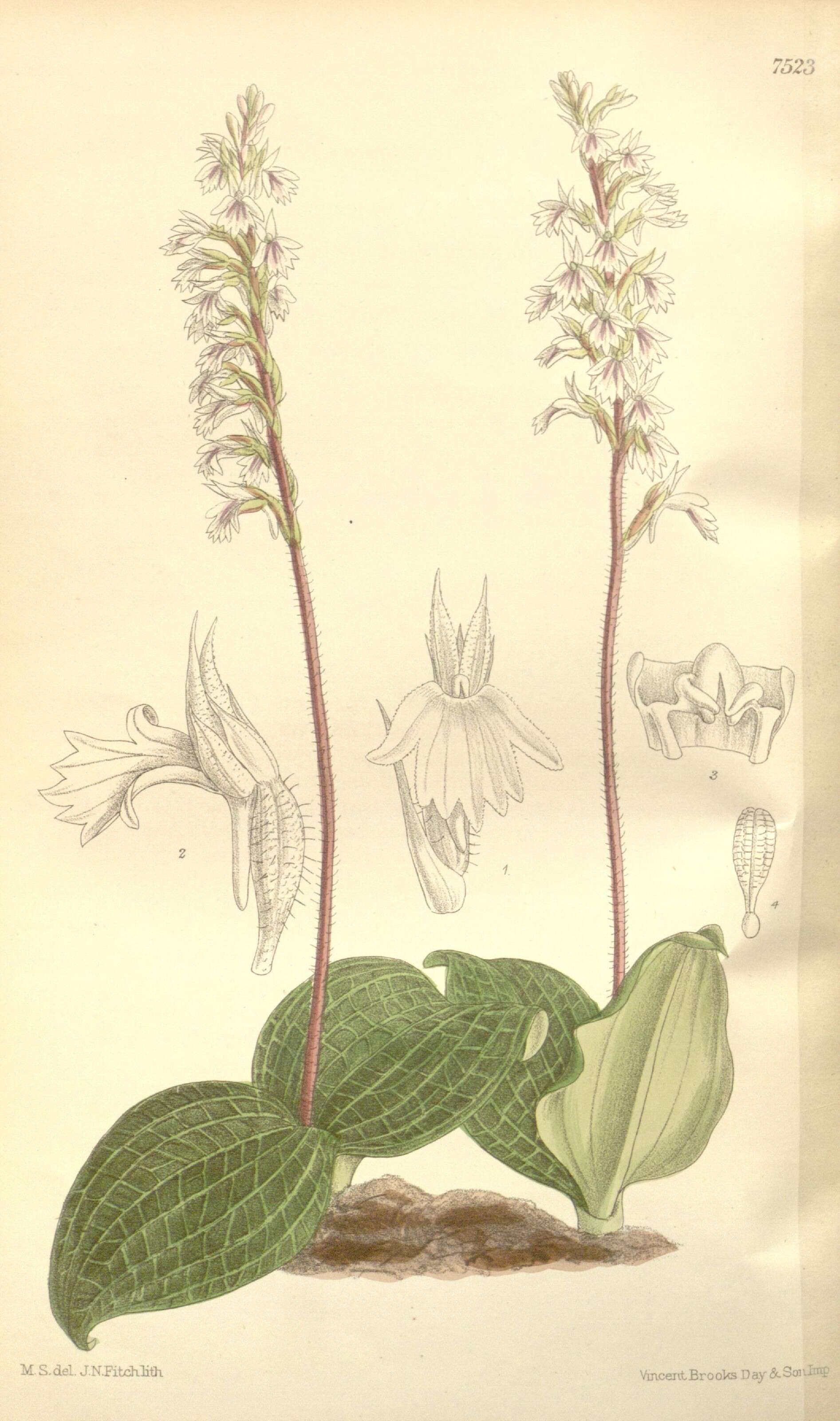Imagem de Holothrix orthoceras (Harv.) Rchb. fil.