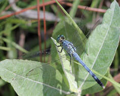 Image of Eastern Pondhawk