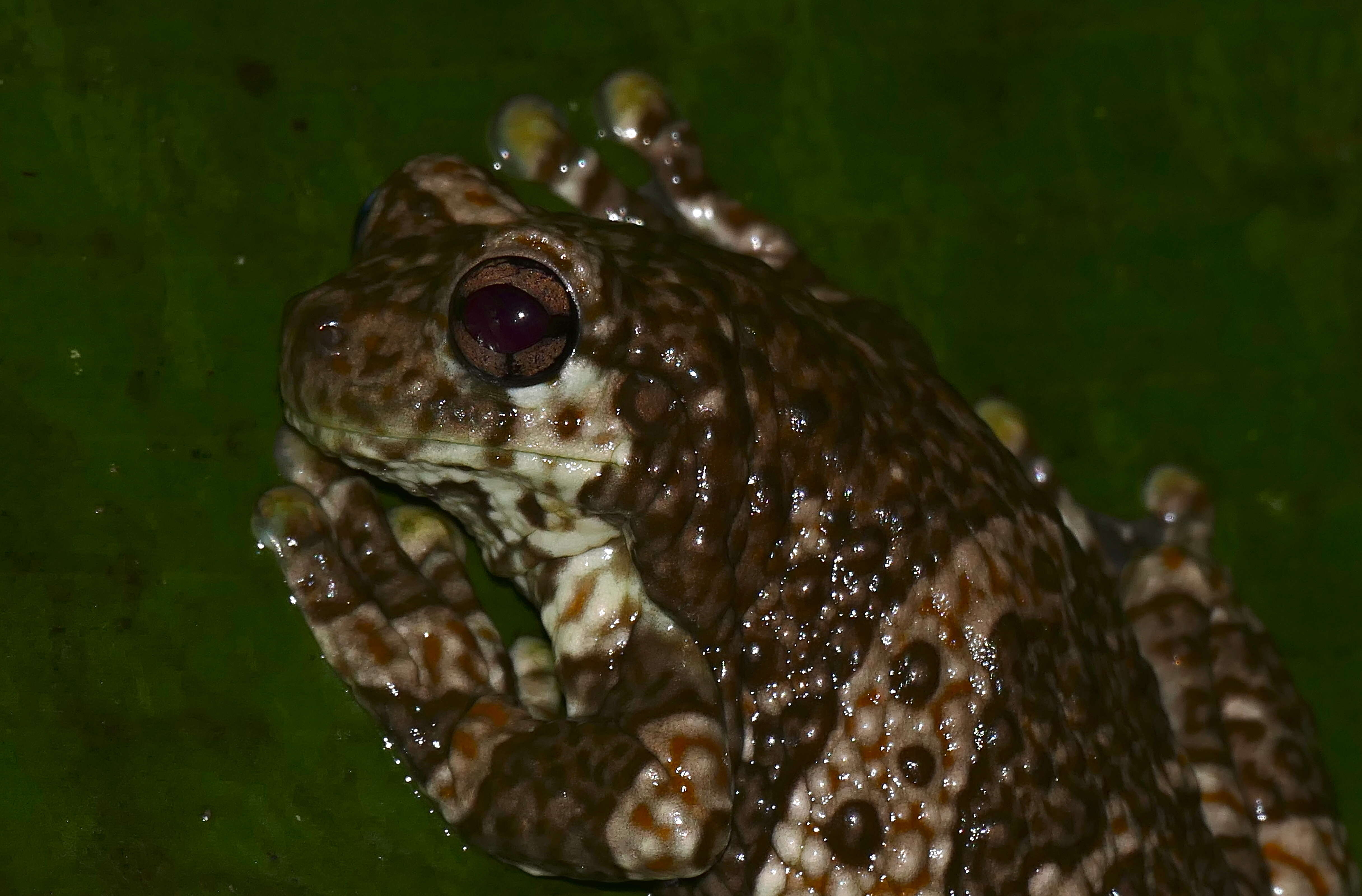 Image of Trachycephalus hadroceps (Duellman & Hoogmoed 1992)