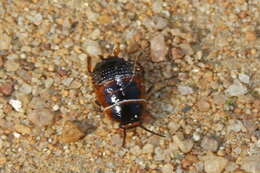 Image of Ellipsidion