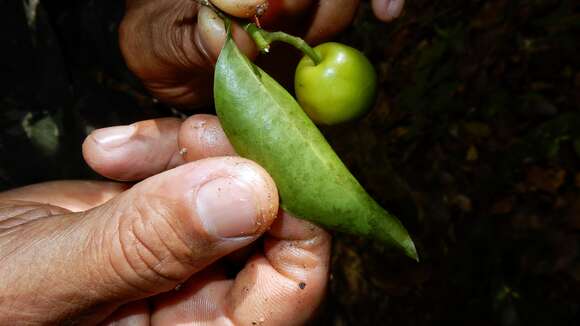 Image of Agonandra silvatica Ducke