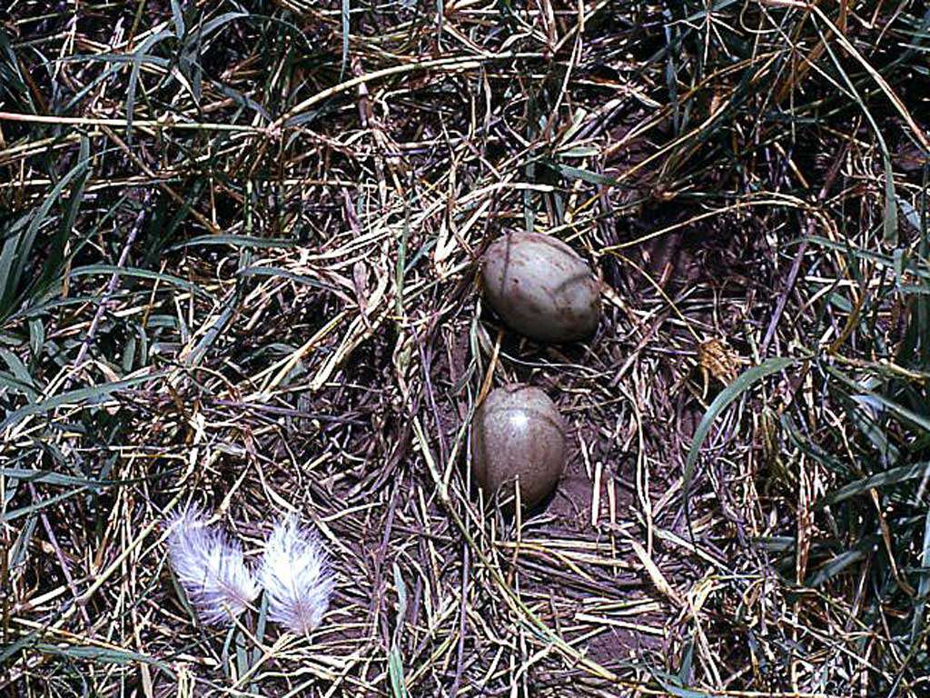 Image of Kori Bustard