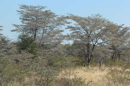 Image of tropical almond