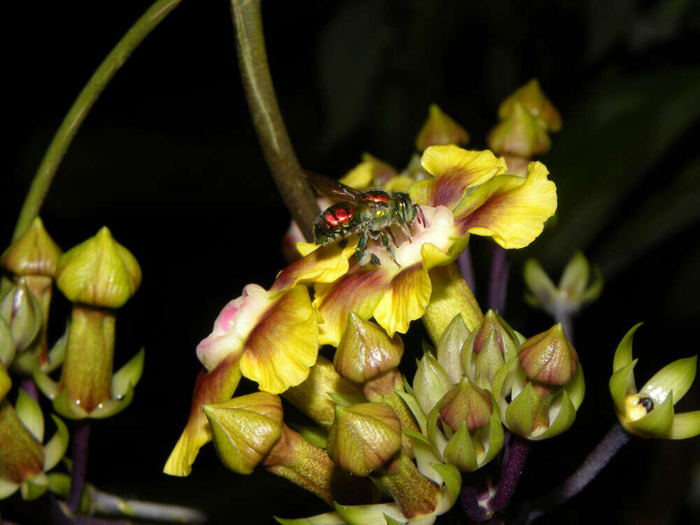 Image of Prestonia longifolia (Sessé & Moç.) J. F. Morales