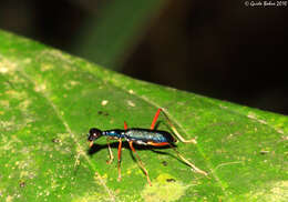 Image of Neocollyris (Stenocollyris) arnoldi (W. S. MacLeay 1825)