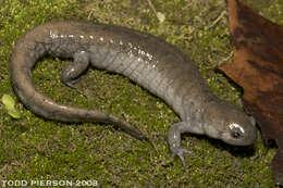 Image of mole salamanders