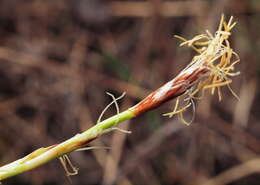 Imagem de Carex humilis Leyss.